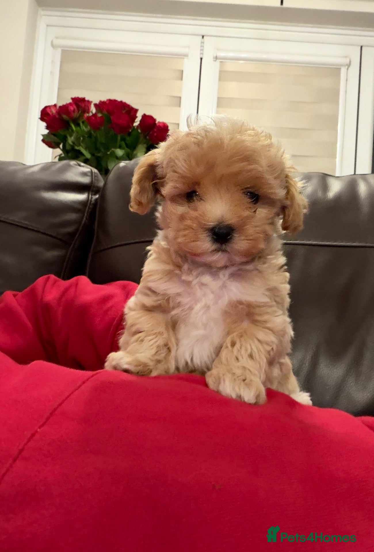 Maltipoo dogs for sale: 💙 Last Tiny F1 Maltipoo Boy – Ready Now 💙 - Advert 11