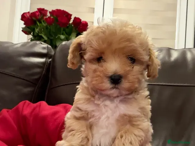 Maltipoo dogs for sale: 💙 Last Tiny F1 Maltipoo Boy – Ready Now 💙 - Advert 11