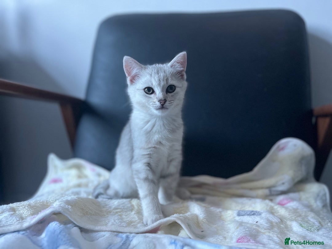 British Shorthair cats for sale: BRITISH SHORTHAIR KITTENS - Advert 15