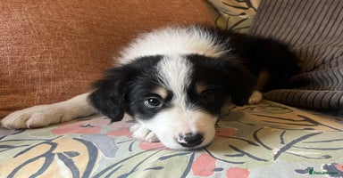 Border Collie dogs - Advert 5