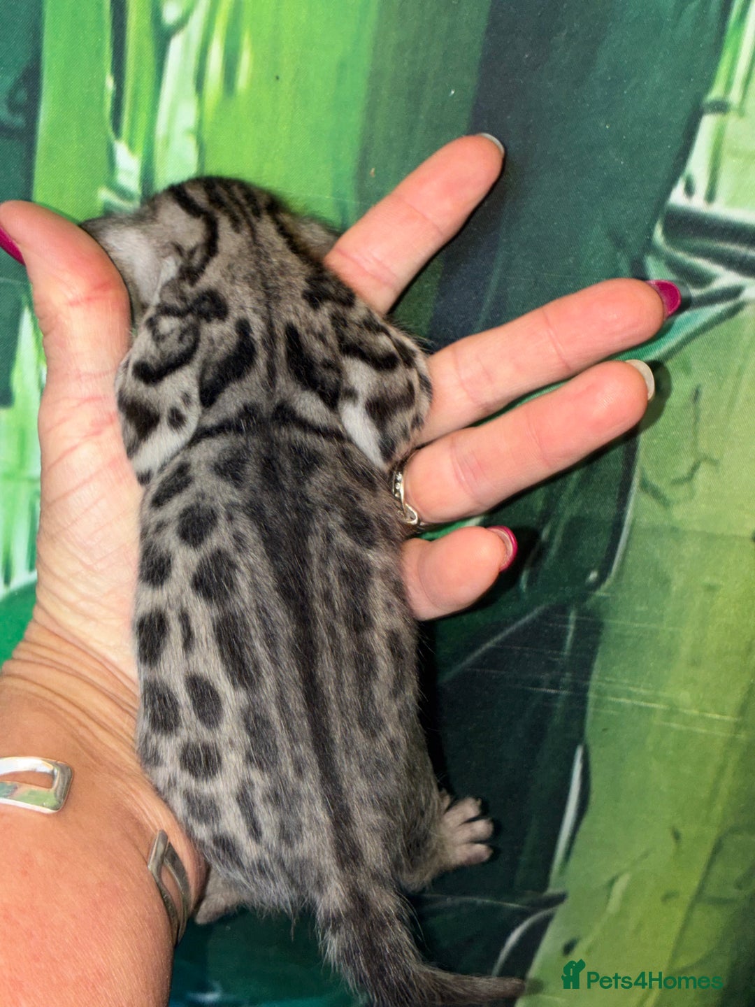 Bengal cats for sale: Beechwood Bengals  stunning SILVER kittens - Image 6