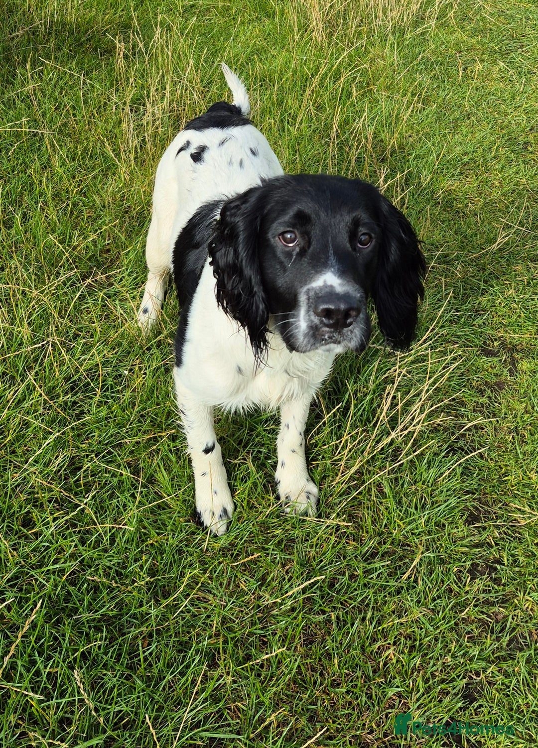 English Springer Spaniel dogs for stud: Black and white springer spaniel for stud  - Image 4