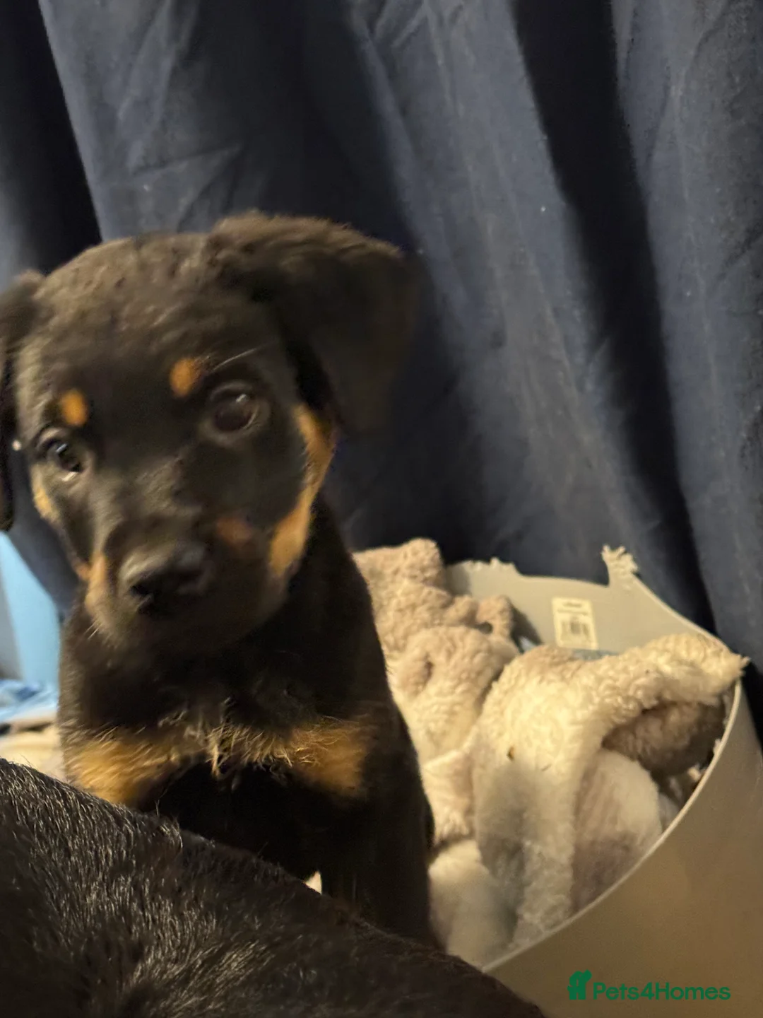 Rottweiler dogs for sale: 2 fluffy cuddly Rottweiler puppies available  - Advert 6