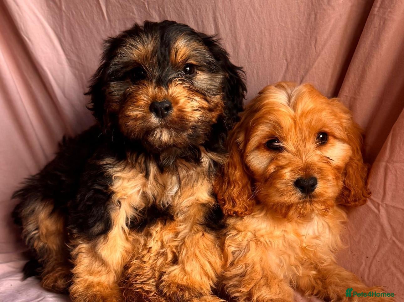 Cockapoo dogs for sale: COCKAPOO PUPS  - Advert 1