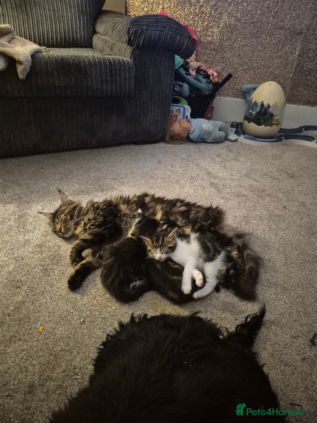Maine Coon cats for sale: Mainecoon x domestic  - Advert 5