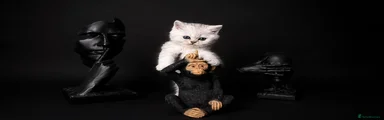 Scottish straight Kitten 1