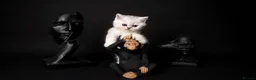Scottish Fold cats for sale: REDUCED ❗️1 Male Scottish Straight Kitten - Advert 8