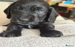 Cocker Spaniel dogs for sale: KC Reg Show cocker spaniel pups - Image 12