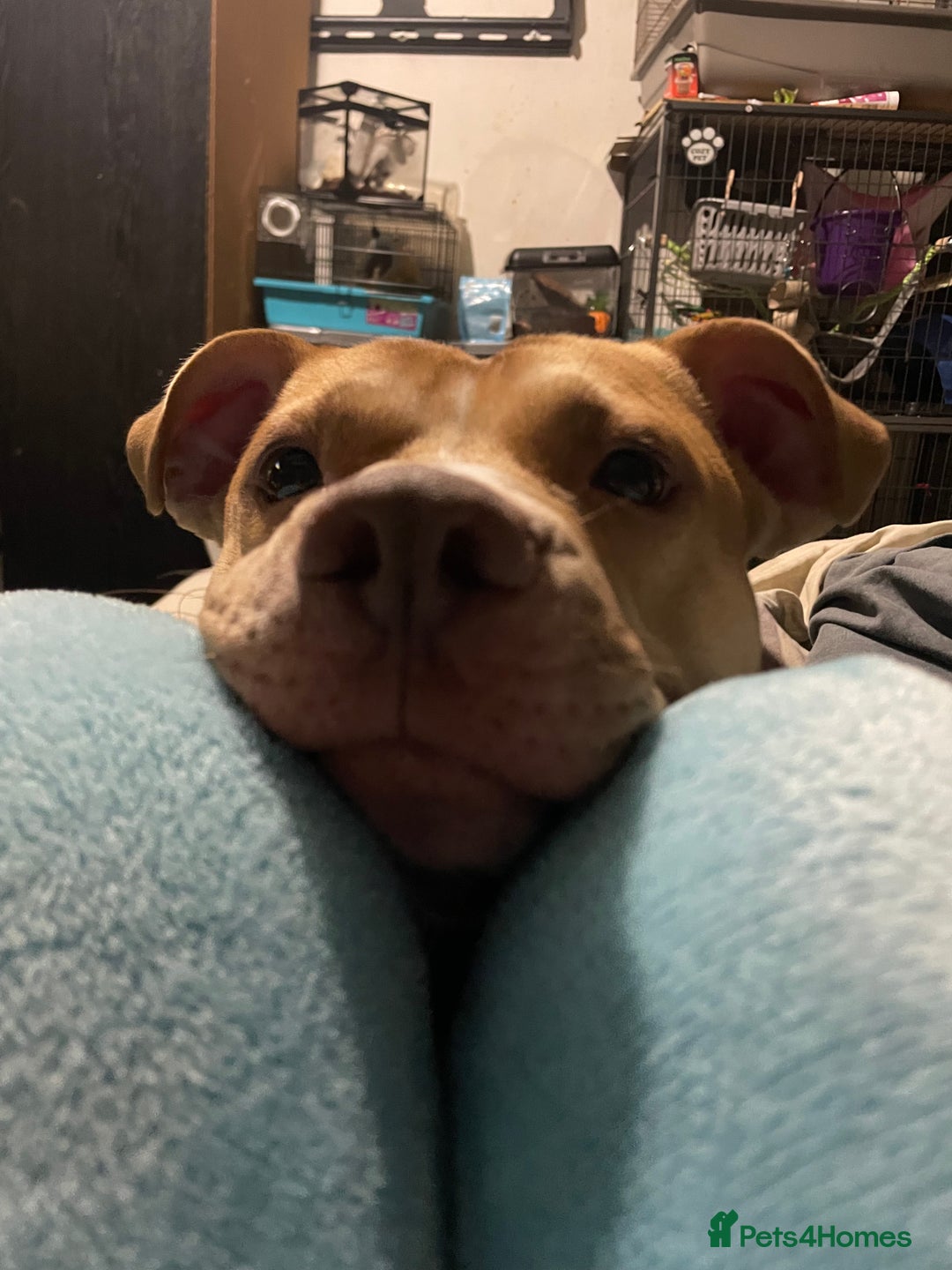 Gallery Image {{count}}