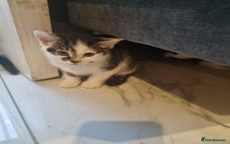 Domestic Shorthair cats for sale: 4 lovely kittens ready to join a new family - Image 1