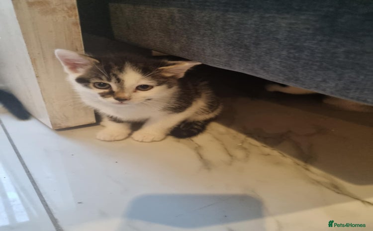 Domestic Shorthair cats - Advert 9