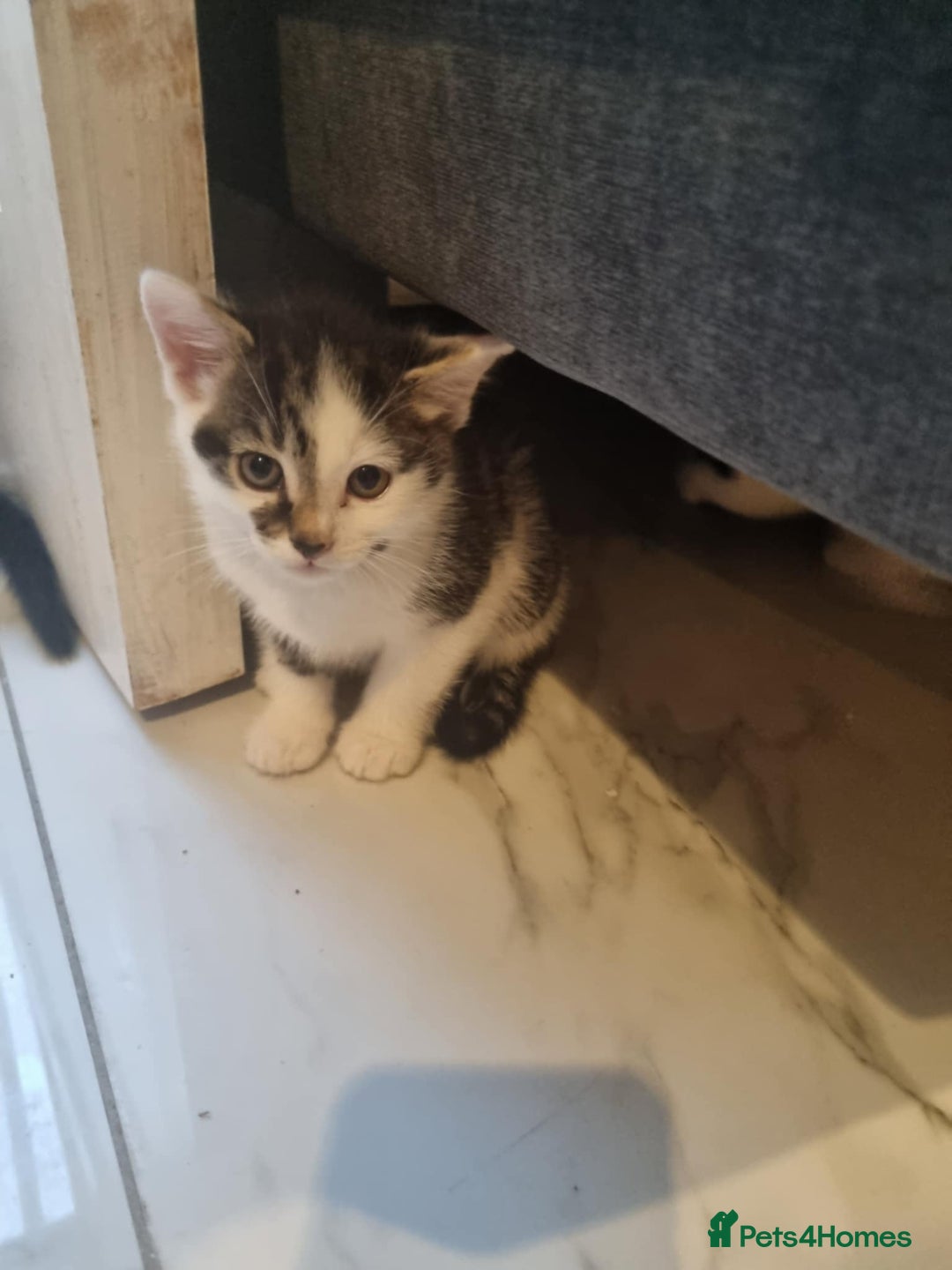 Domestic Shorthair cats for sale: 4 lovely kittens ready to join a new family - Image 1