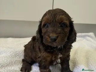 Cockapoo dogs F1 cockapoos - Advert 4