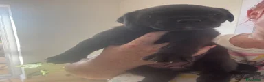 Brindle short hair 