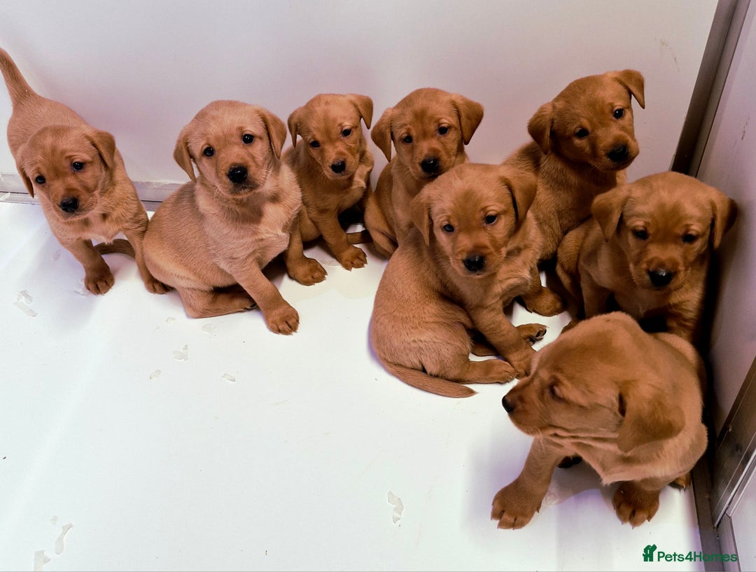 Labrador Retriever dogs for sale: Kc Fox Red Lab Pups From Health Tested Parents  - Advert 5