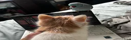 Mixed Breed cats for sale: Gorgeous Long-Haired Indoor Cat Friendly & Trained in Edinburgh - Advert 4
