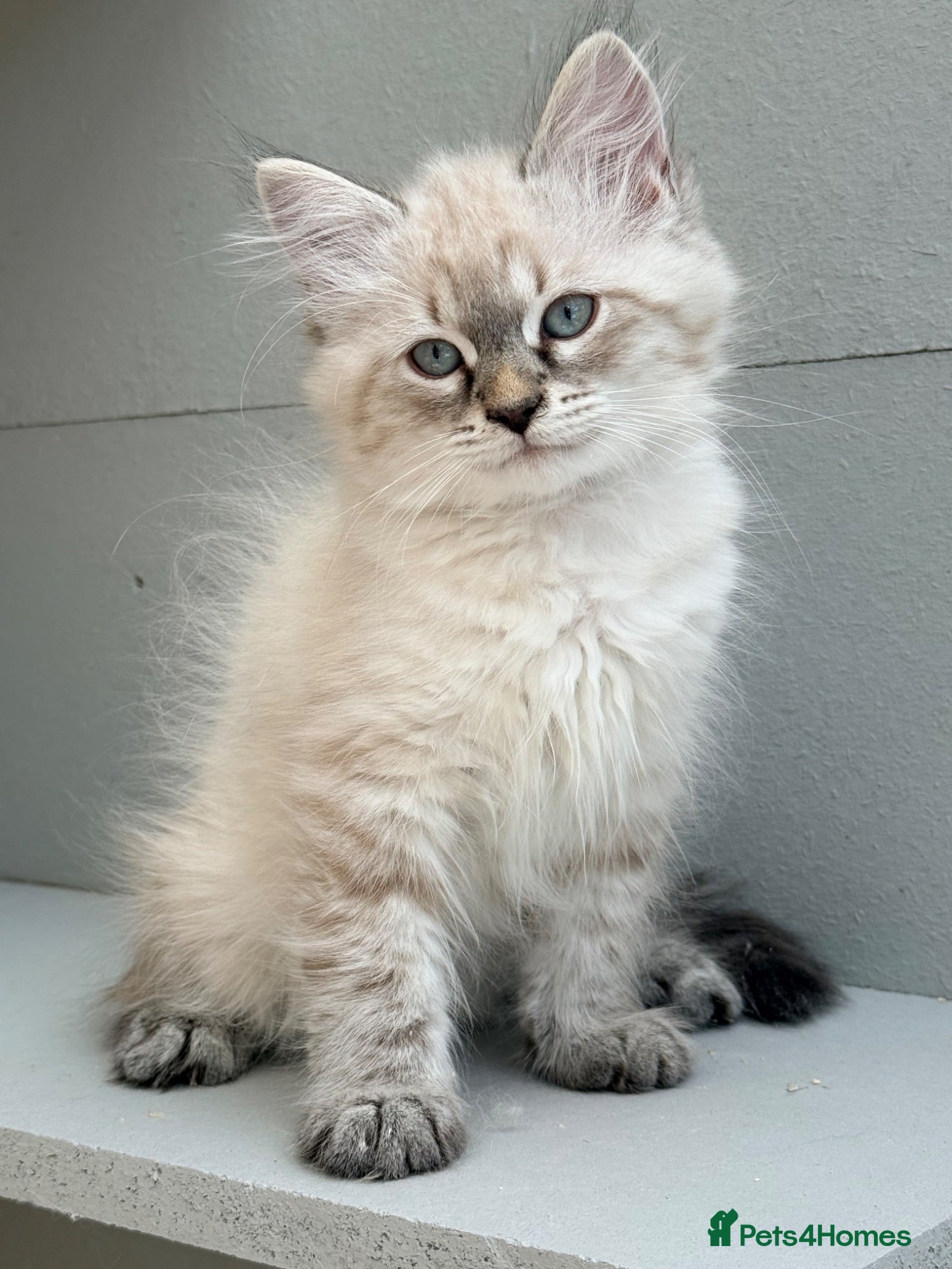 Siberian cats 🐾 Beautiful Neva Masquerade Boy  🐾 - Advert 13