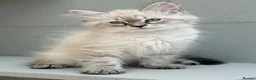 Siberian cats for sale: 🐾 Beautiful Neva Masquerade Boy  🐾 - Advert 1