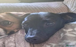 Mixed Breed dogs for adoption: Sweet but Shy Kuro Seeks Male-Only Home & Dog Pal - Image 5