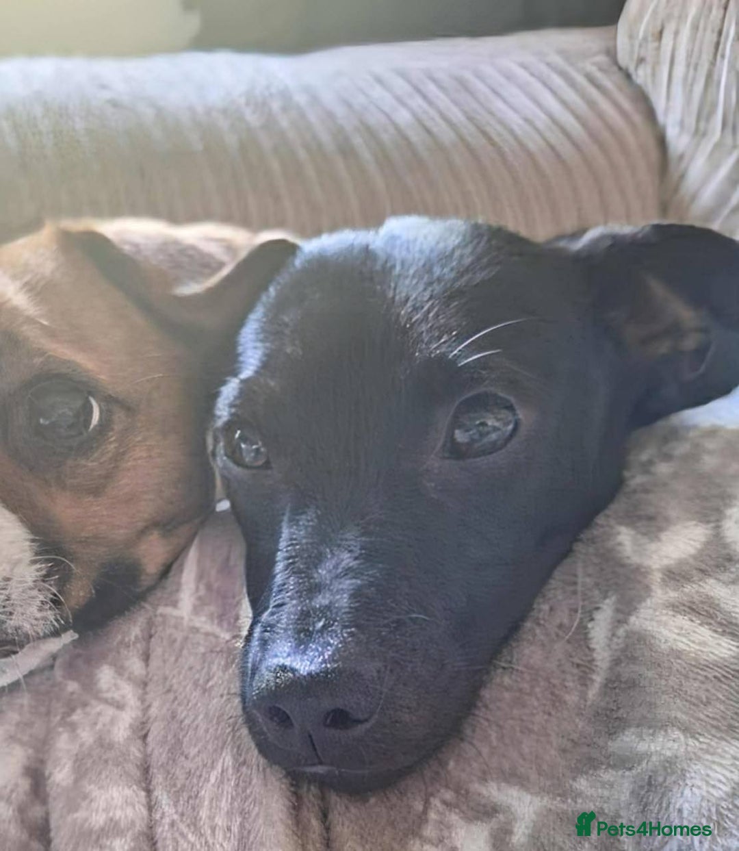 Mixed Breed dogs for adoption: Sweet but Shy Kuro Seeks Male-Only Home & Dog Pal - Image 5