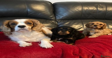 Cavalier King Charles Spaniel dogs Stunning ruby and black & tan puppies - Advert 5