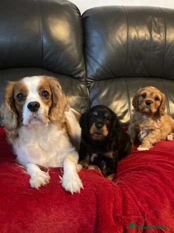 Cavalier King Charles Spaniel dogs - Advert 3
