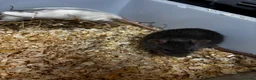 Rat rodents for sale: Dumbo rats  - Advert 7