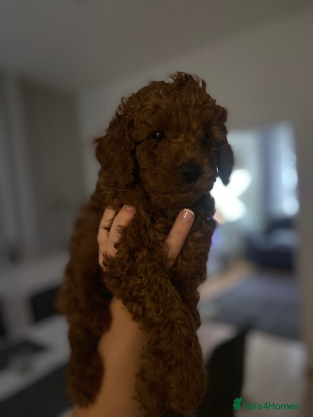 Cavapoochon dogs for sale: Cavapoochons!!  - Image 6