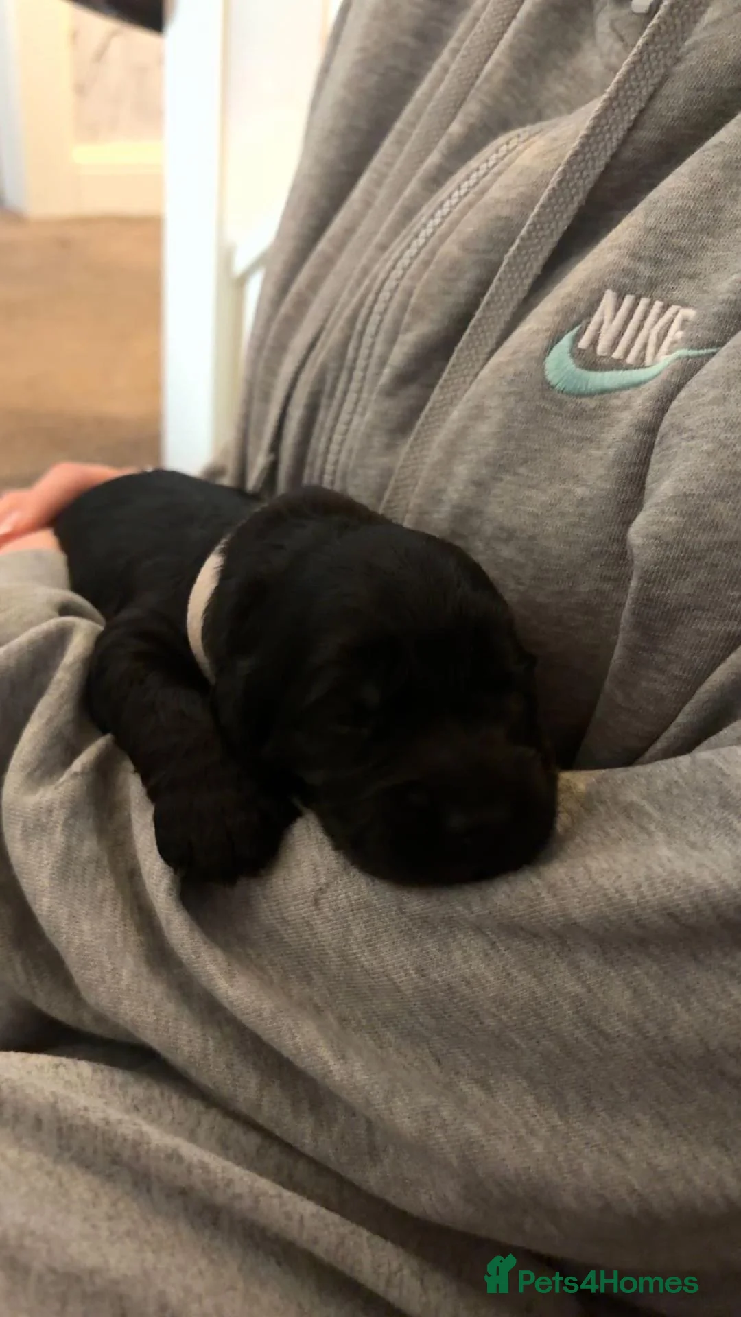 Cockapoo dogs for sale: Cockapoo Puppies  in Bo'ness - Advert 8
