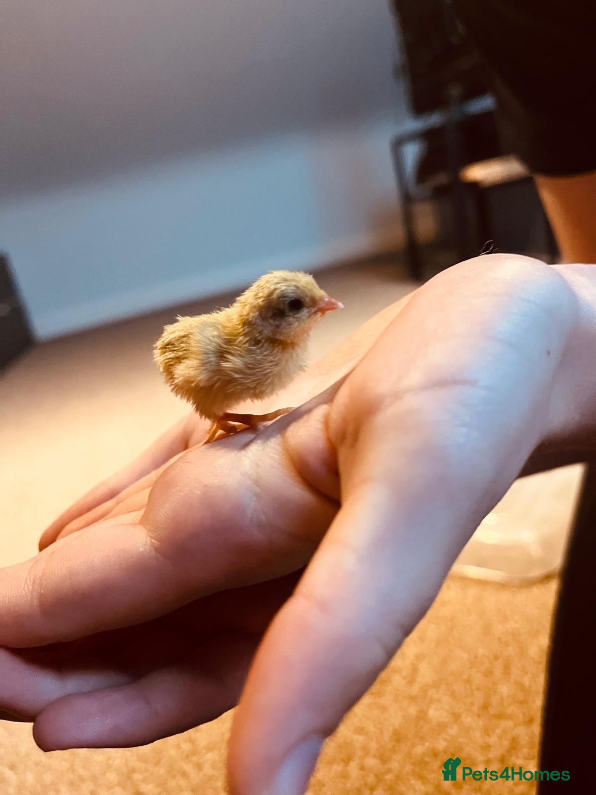 Quail poultry for sale: Gorgeous mixed button quail - Advert 1