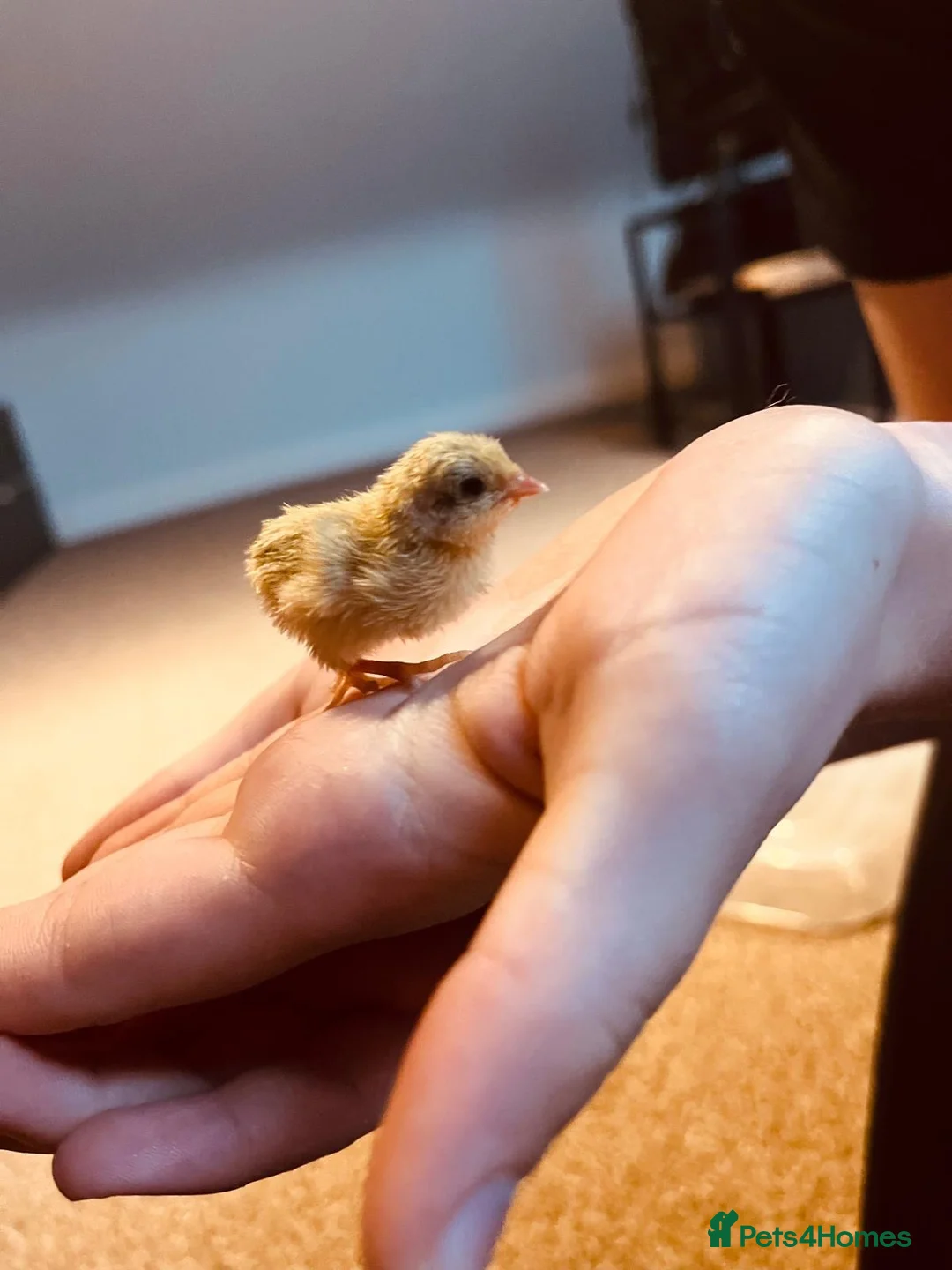 Quail poultry for sale: Gorgeous mixed button quail in Swansea - Advert 1