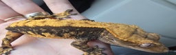 Gecko reptiles for sale: Crested geckos  - Advert 6