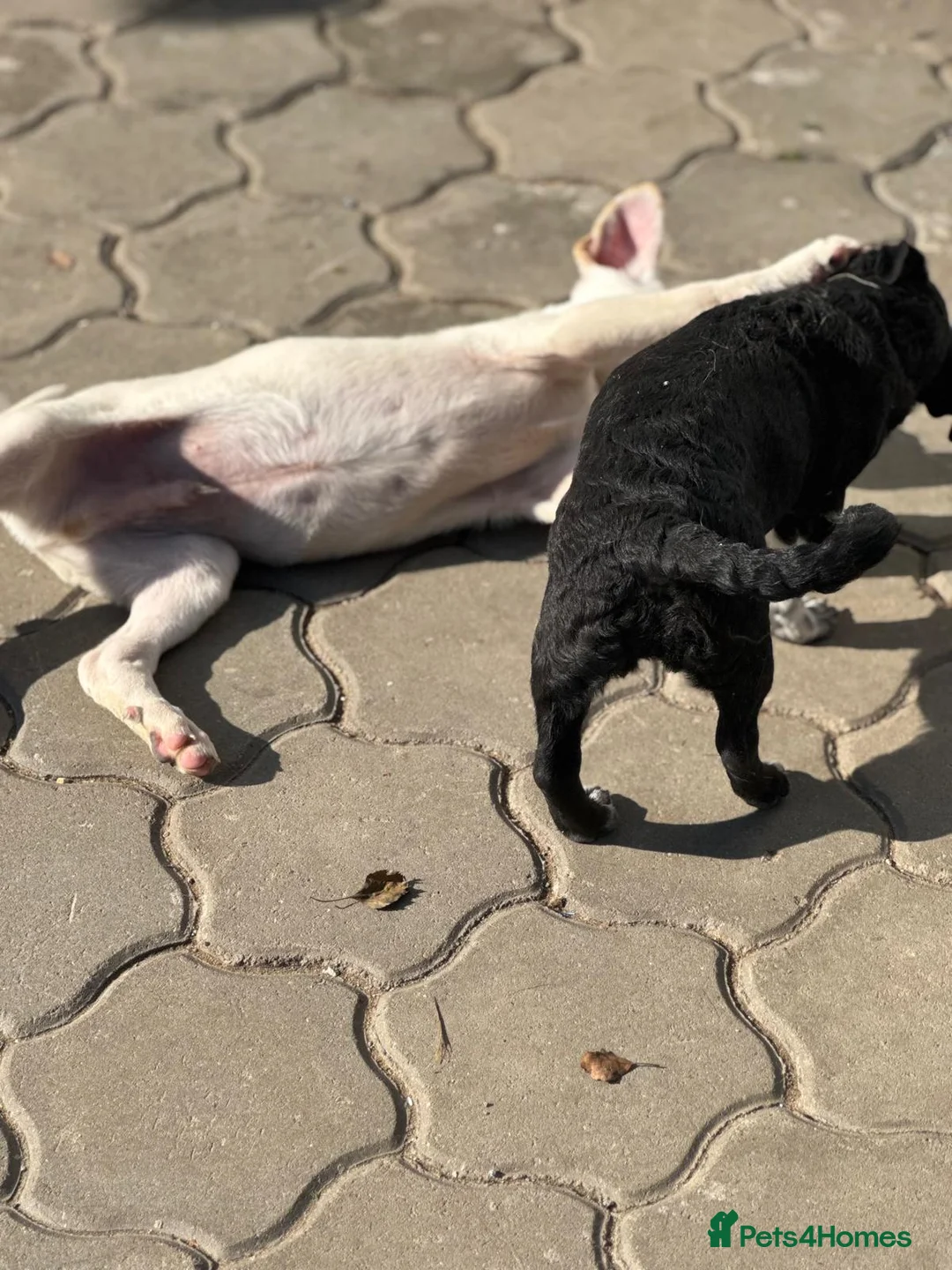 Mixed Breed dogs for adoption: 🐾 JACK – Gentle Soul with the Sweetest Eyes - Advert 19