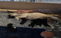 Mixed Breed dogs for sale: Cockapoo-look Puppies  - Image 14