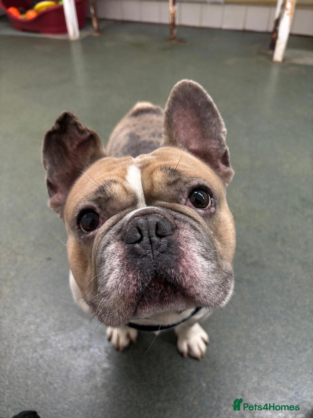 French Bulldog dogs for adoption: Ludo  - Advert 2