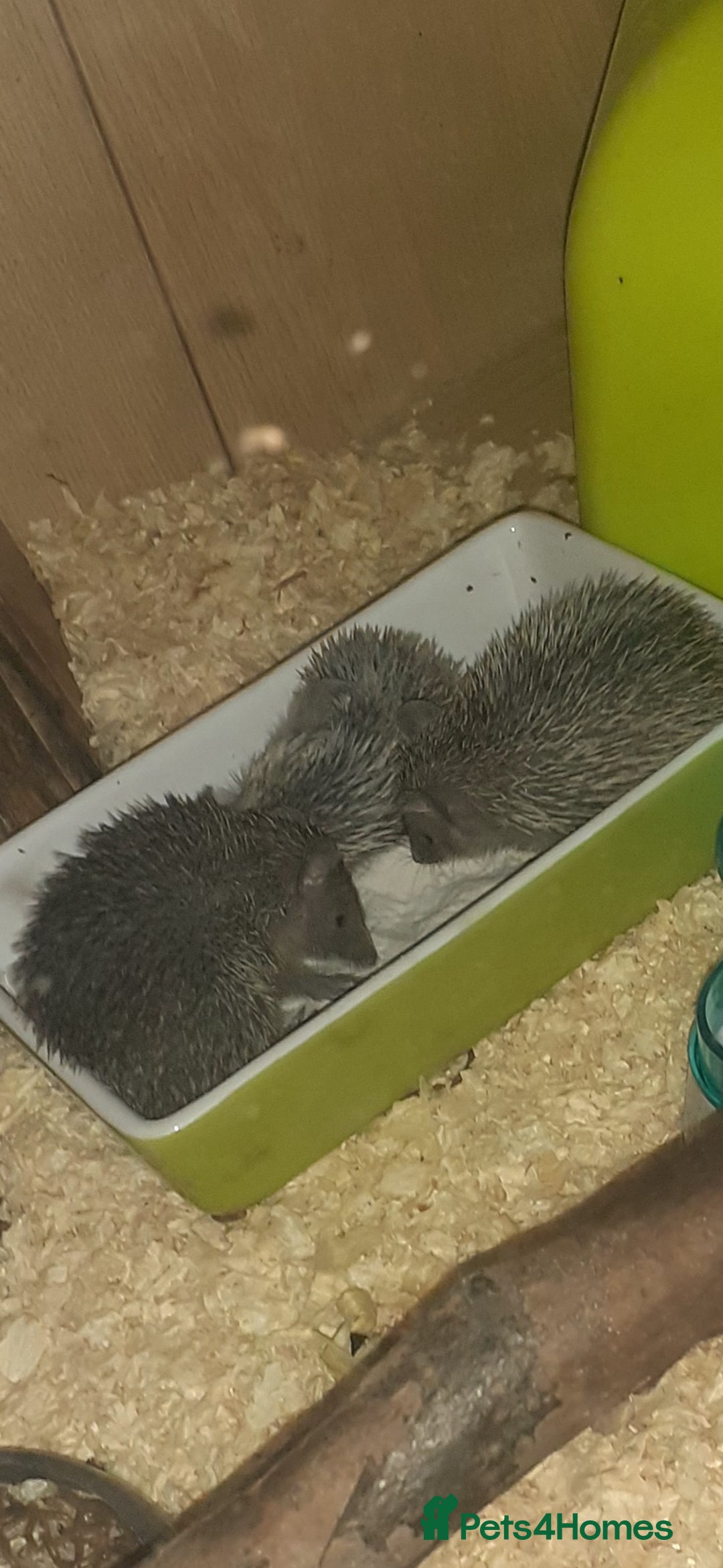 Mixed Breed rodents for sale: Lesser tenrecs  to reserve - Image 1