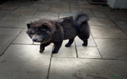 Chow Chow dogs for sale: Blue Chow Chow Female - Image 18