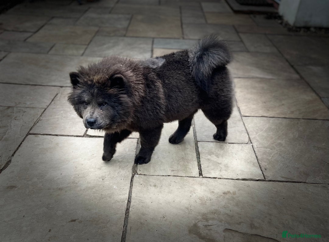 Chow Chow dogs for sale: Blue Chow Chow Female - Image 18