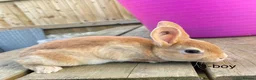 Rex rabbits for sale: 🐰 5 week old Pure bred mini Rex 🐰  - Advert 7
