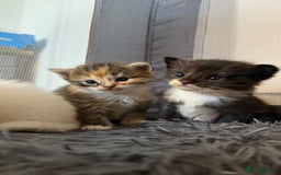 Ragdoll cats for sale: Rag doll and Maine coon cross - Image 6