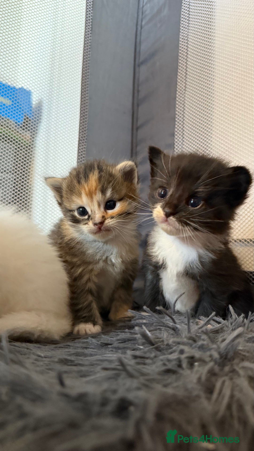 Ragdoll cats for sale: Rag doll and Maine coon cross - Image 6