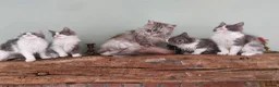 Maine Coon cats for sale: Maine Coon x Ragdoll 12 week kittens 2 male 2 fem - Advert 13