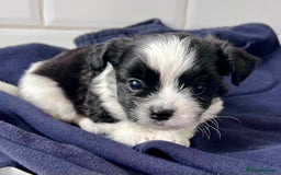 Mixed Breed dogs for sale: Havanese and shi tzu puppy - Image 5