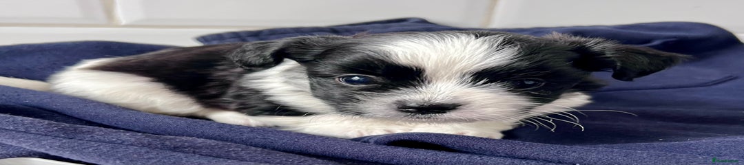 Mixed Breed Puppy 2