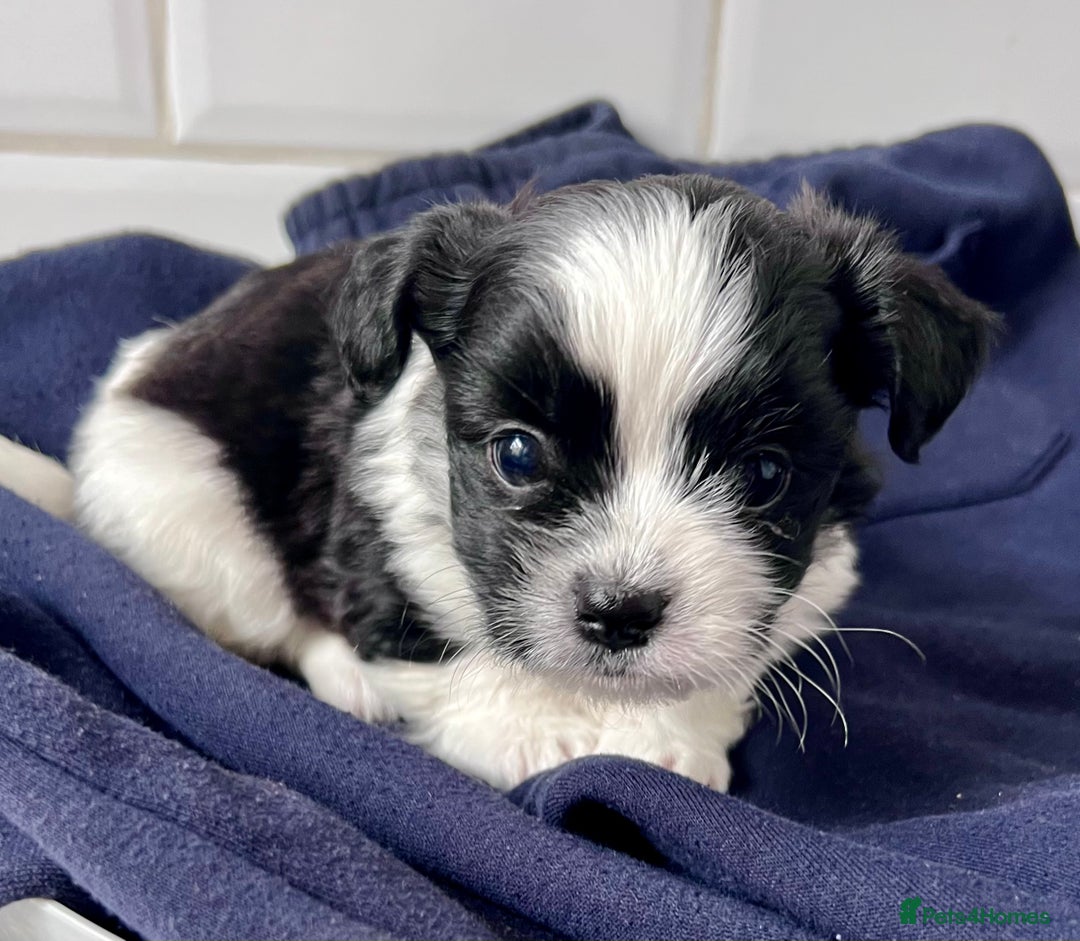Mixed Breed dogs for sale: Havanese and shi tzu puppy - Image 5