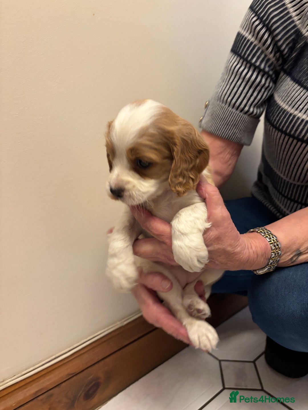 Cocker Spaniel dogs for sale: KC reg cocker spaniels  - Advert 1