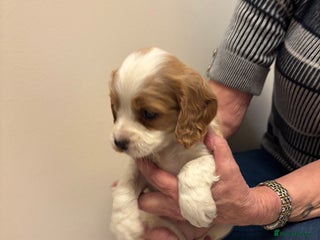 Cocker Spaniel dogs KC reg cocker spaniels - Advert 5