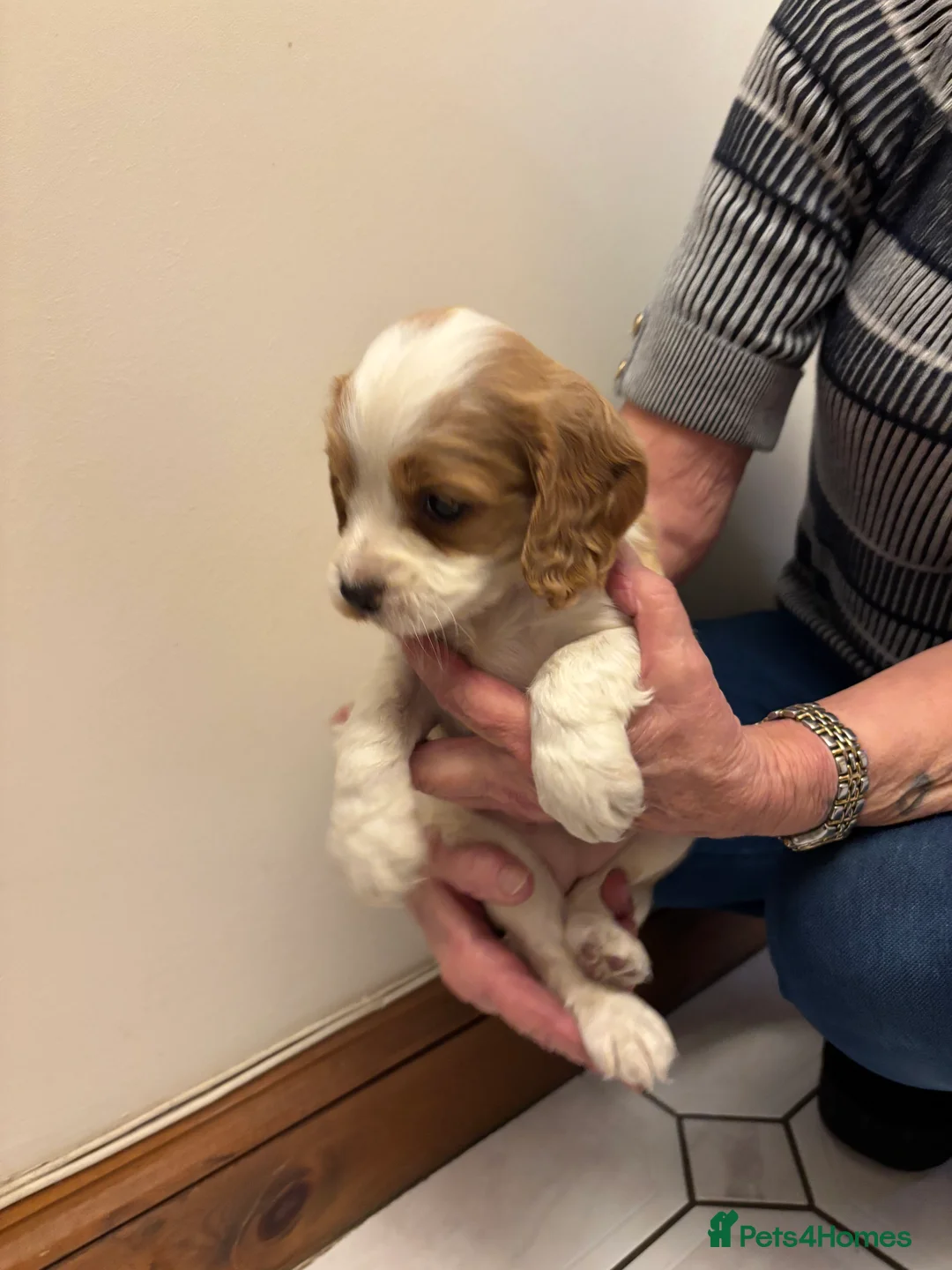 Cocker Spaniel dogs for sale: KC reg cocker spaniels  - Advert 26