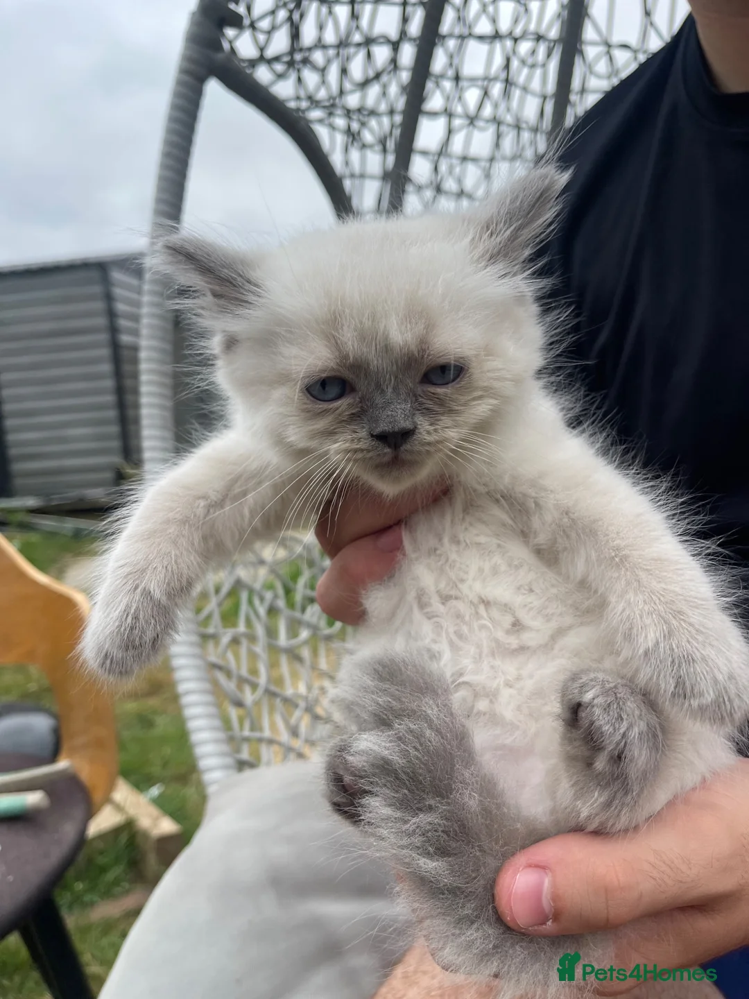 Ragdoll cats for sale: Ragdoll  - Advert 2