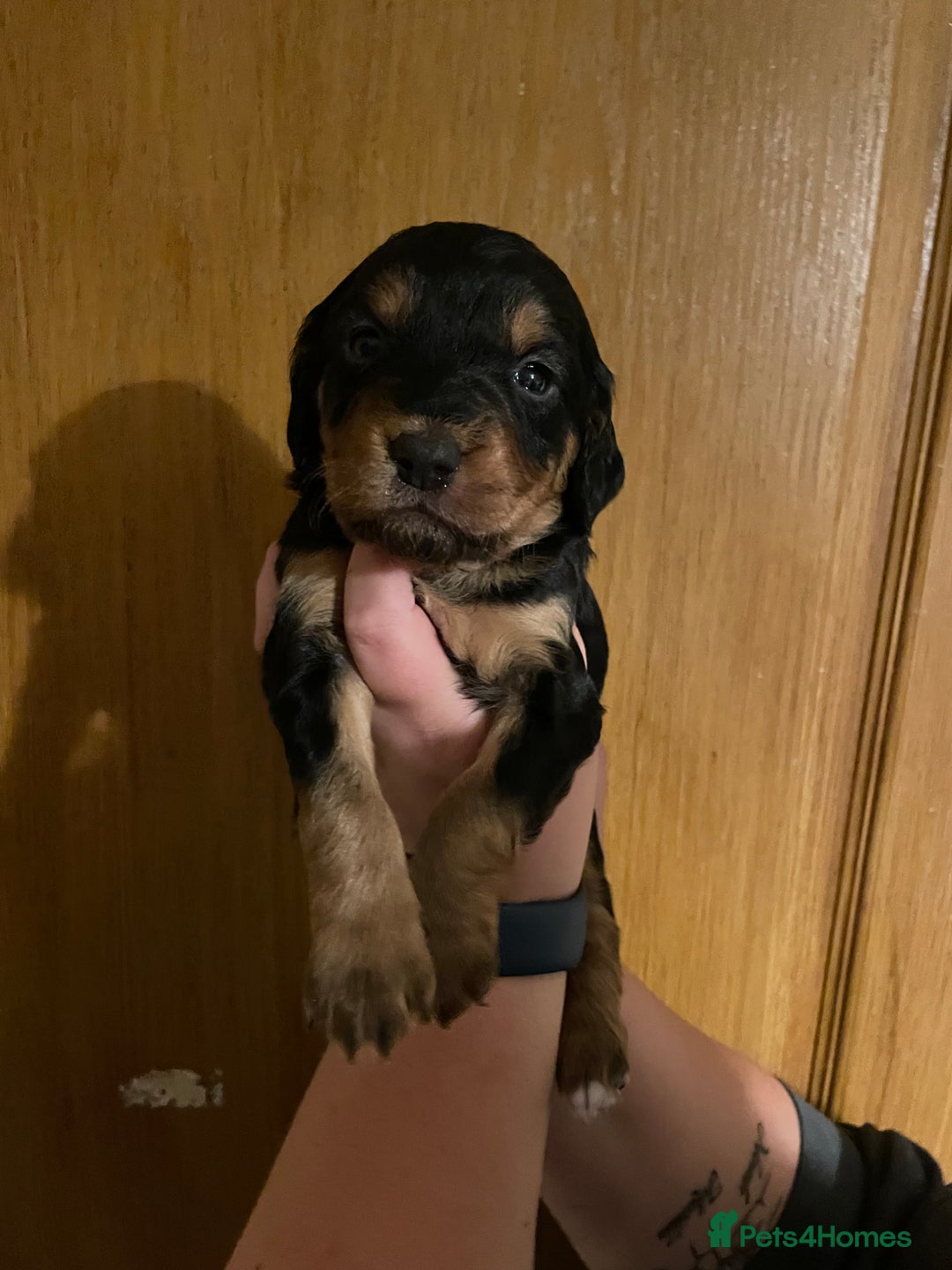 Mixed Breed dogs for sale: Cocker spaniel crosses - Image 5
